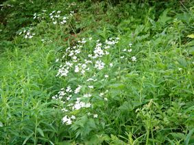 Ranunculus aconitifolius